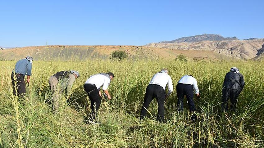Şırnak'ta Dergul tahini coğrafi işaret kazanınca ham maddesinin üretim alanı genişledi! Çiftçiler oraklarla biçiyor