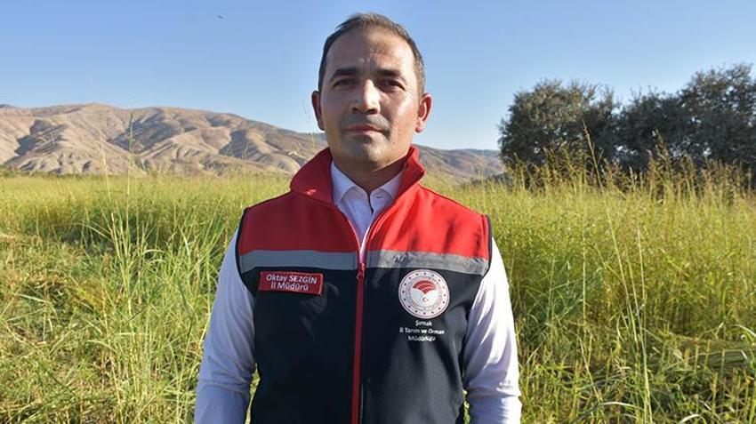 Şırnak'ta Dergul tahini coğrafi işaret kazanınca ham maddesinin üretim alanı genişledi! Çiftçiler oraklarla biçiyor