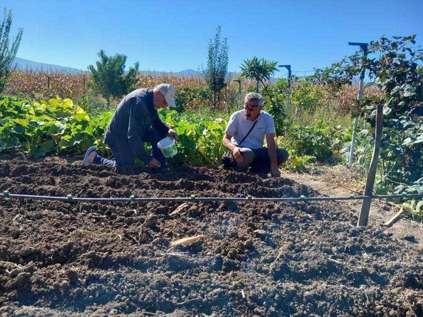 Tokat'ta ilk kez resmi izinle tarlaya dikildi! Toplanması yasak! Yeni gelir kaynağı olacak