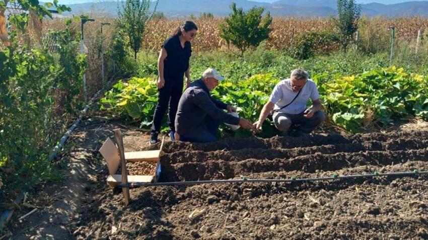 Tokat'ta ilk kez resmi izinle tarlaya dikildi! Toplanması yasak! Yeni gelir kaynağı olacak
