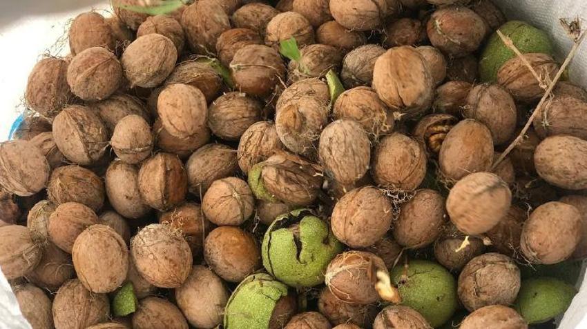 Erzincan'da hasat başladı! Kendi kendine yetişiyor! Kilosu 200 liradan satılıyor