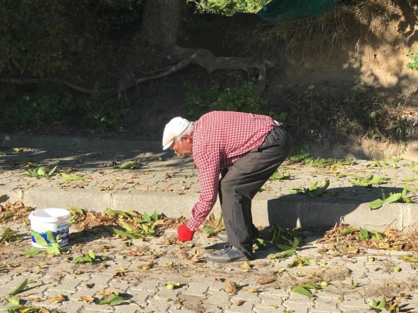 Erzincan'da hasat başladı! Kendi kendine yetişiyor! Kilosu 200 liradan satılıyor