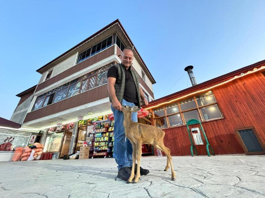 Trabzon'daki yürekleri ısıtan hikaye: Terk edilmiş karaca işletmenin maskotu oldu!