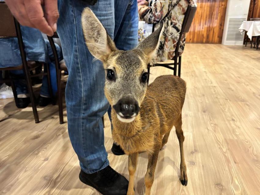 Trabzon'daki yürekleri ısıtan hikaye: Terk edilmiş karaca işletmenin maskotu oldu!
