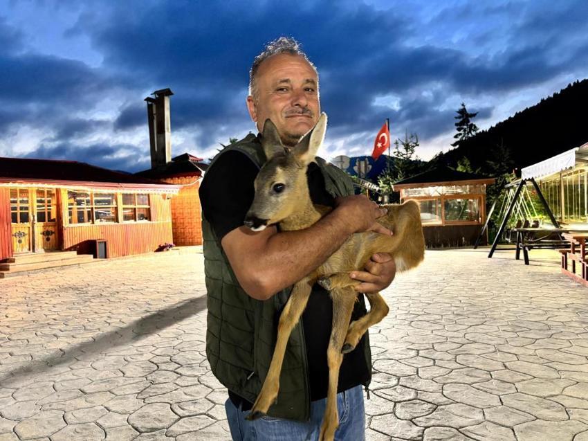 Trabzon'daki yürekleri ısıtan hikaye: Terk edilmiş karaca işletmenin maskotu oldu!
