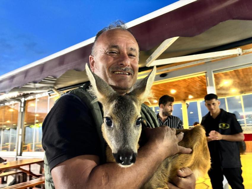 Trabzon'daki yürekleri ısıtan hikaye: Terk edilmiş karaca işletmenin maskotu oldu!