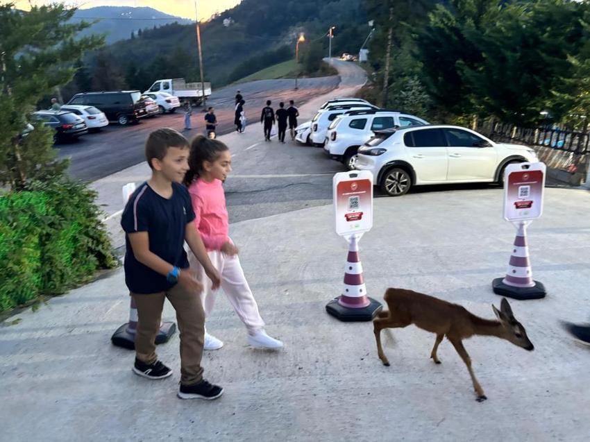 Trabzon'daki yürekleri ısıtan hikaye: Terk edilmiş karaca işletmenin maskotu oldu!