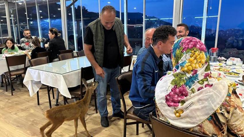 Trabzon'daki yürekleri ısıtan hikaye: Terk edilmiş karaca işletmenin maskotu oldu!