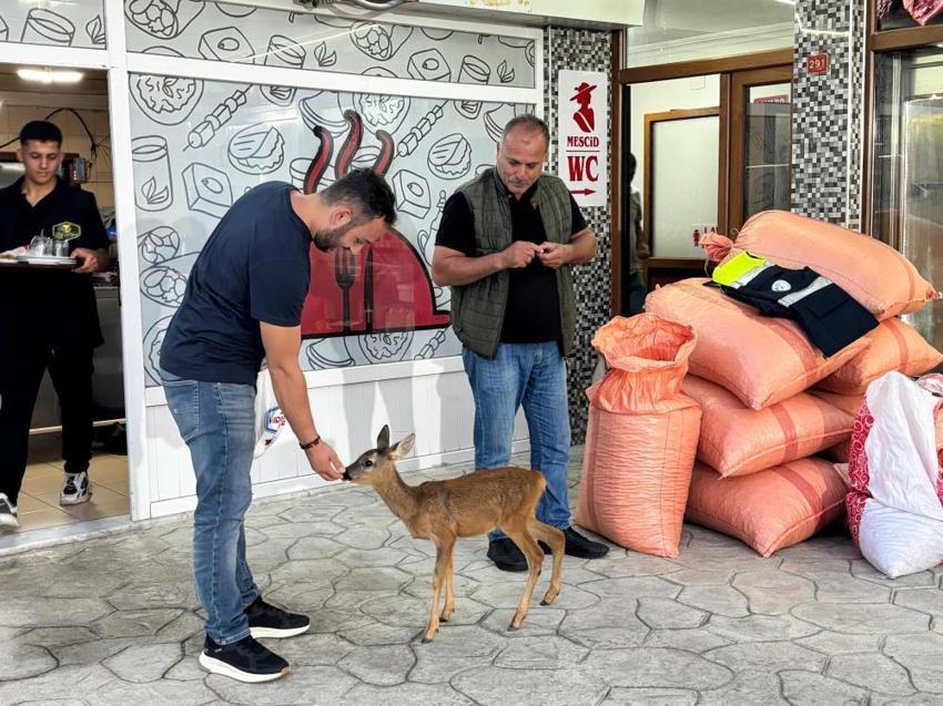 Trabzon'daki yürekleri ısıtan hikaye: Terk edilmiş karaca işletmenin maskotu oldu!