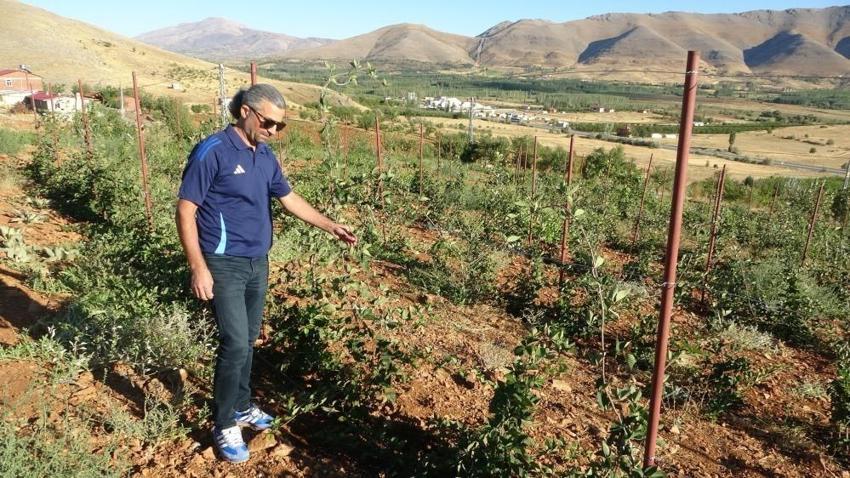 Malatya'nın 5 ilçesinde 40 dekar bahçe hibe veriliyor! Üretimde ilk kez kullanılacak