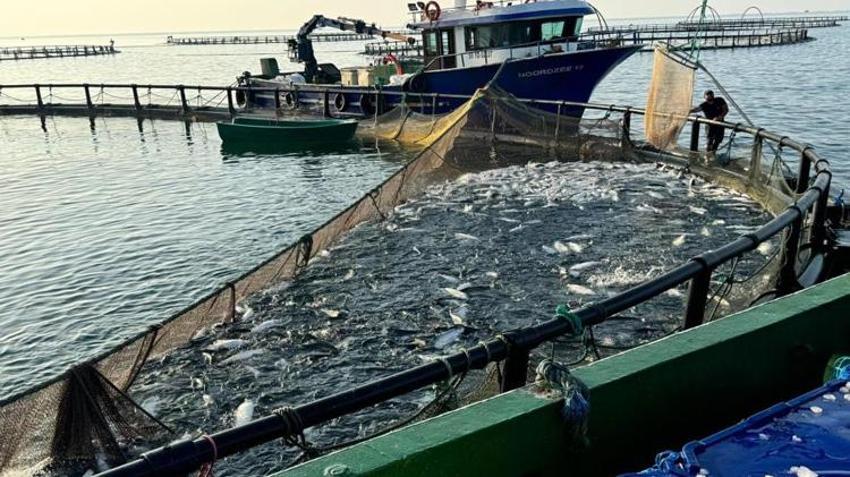 Sinop'ta üretilip yurt dışına satılıyor! Avrupa ülkeleri kapış kapış alıyor