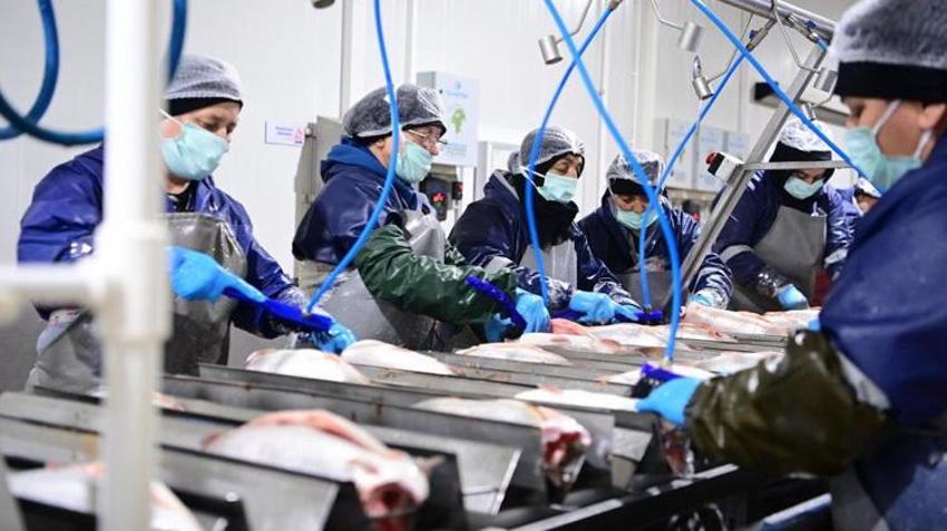 Sinop'ta üretilip yurt dışına satılıyor! Avrupa ülkeleri kapış kapış alıyor