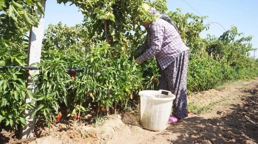 Üretimi bitme noktasına geldi! Fiyatı dibe vurdu: Kilosu 250 TL'den 50 TL'ye düştü