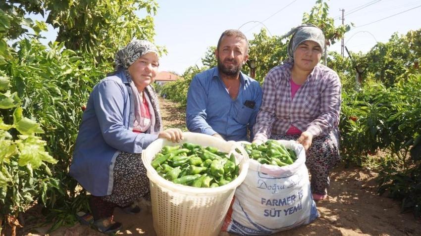 Üretimi bitme noktasına geldi! Fiyatı dibe vurdu: Kilosu 250 TL'den 50 TL'ye düştü
