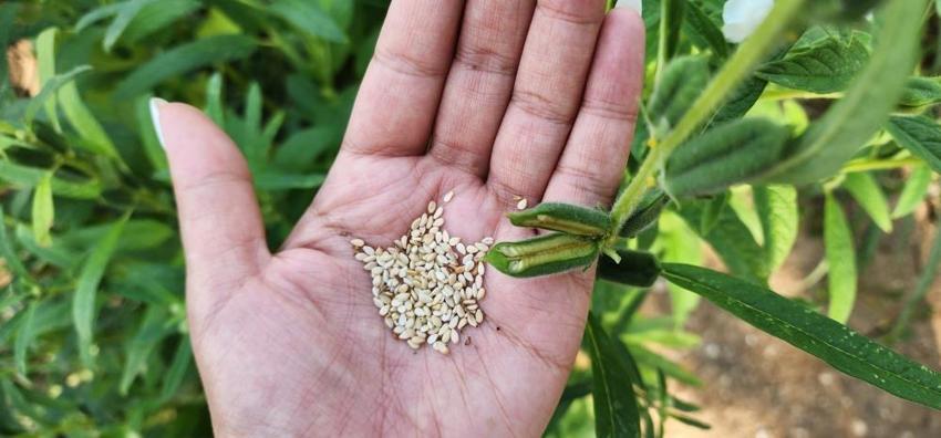 Çanakkale'de makinalı hasat başladı: 8 çeşit üreticinin yüzünü güldürdü