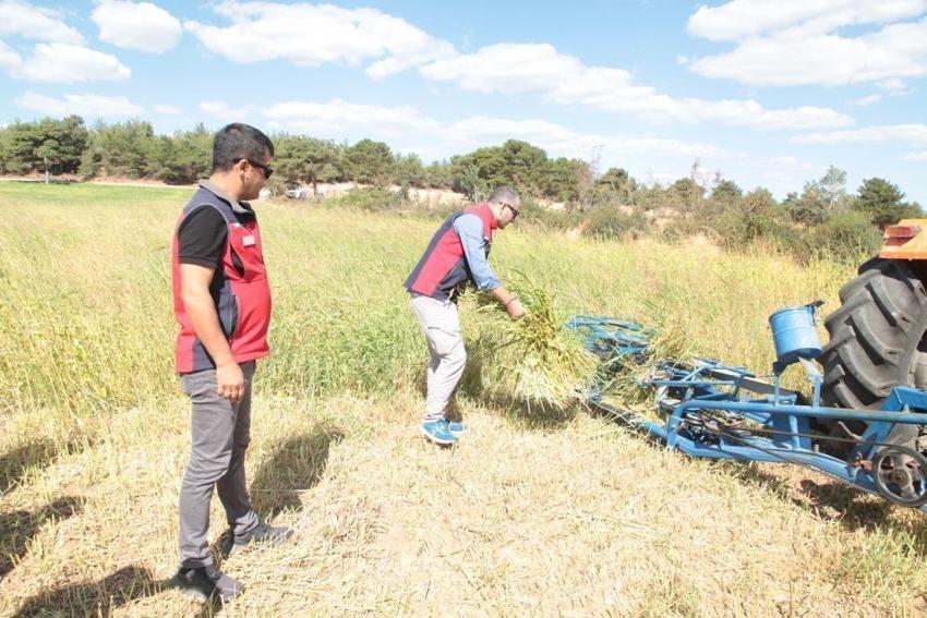 Çanakkale'de makinalı hasat başladı: 8 çeşit üreticinin yüzünü güldürdü