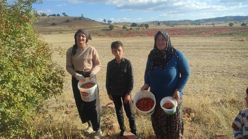 Kilosu 1.200 lira, Yozgatlılar para vermiyor! Şifası altın değerinde, tüketenler kış boyu doktor yüzü görmüyor