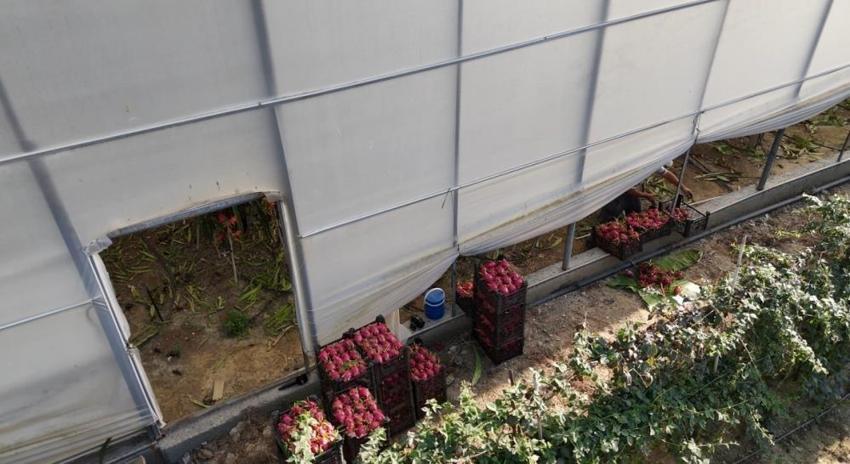 Kilosu 150 TL olunca üretici çare aradı: Antalya'da seralara kuruldu! Pazara gidene kadar ürünü koruyor