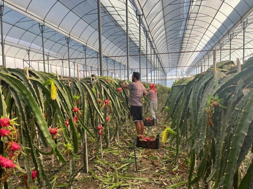 Kilosu 150 TL olunca üretici çare aradı: Antalya'da seralara kuruldu! Pazara gidene kadar ürünü koruyor