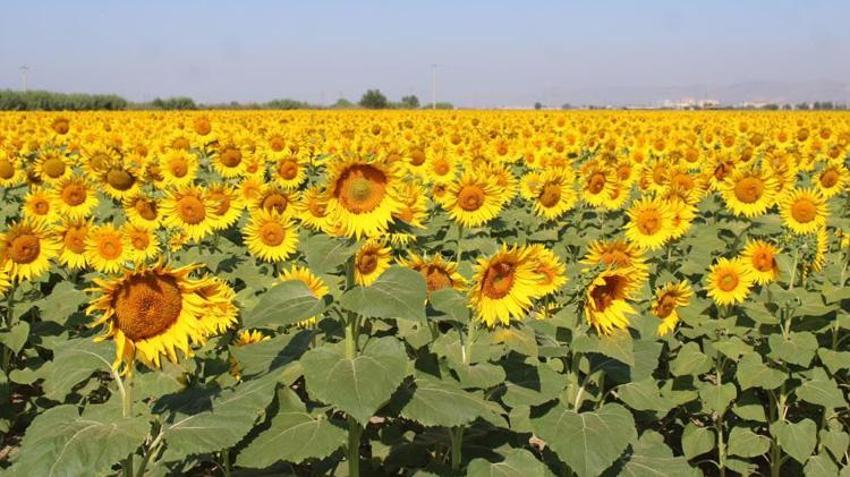 Ayçiçek alım fiyatları açıklandı! Üreticiye nakliye ücreti de ödenecek