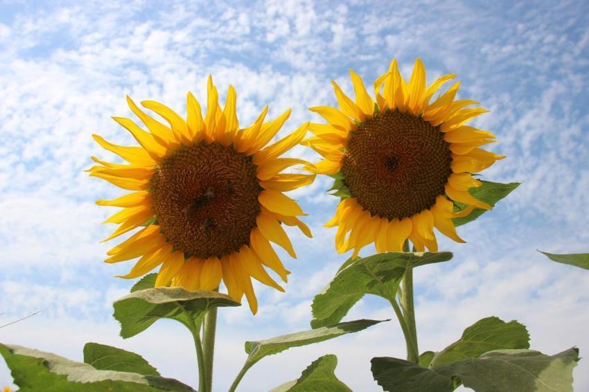Ayçiçek alım fiyatları açıklandı! Üreticiye nakliye ücreti de ödenecek
