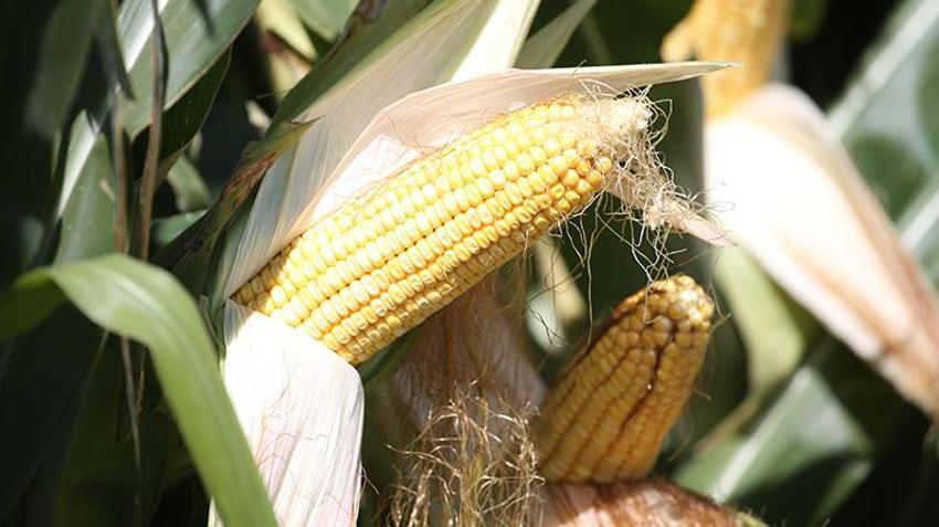 Kars'ta deneme amaçlı uygulandı! Verim arttı! Çiftçinin kazancı katlandı