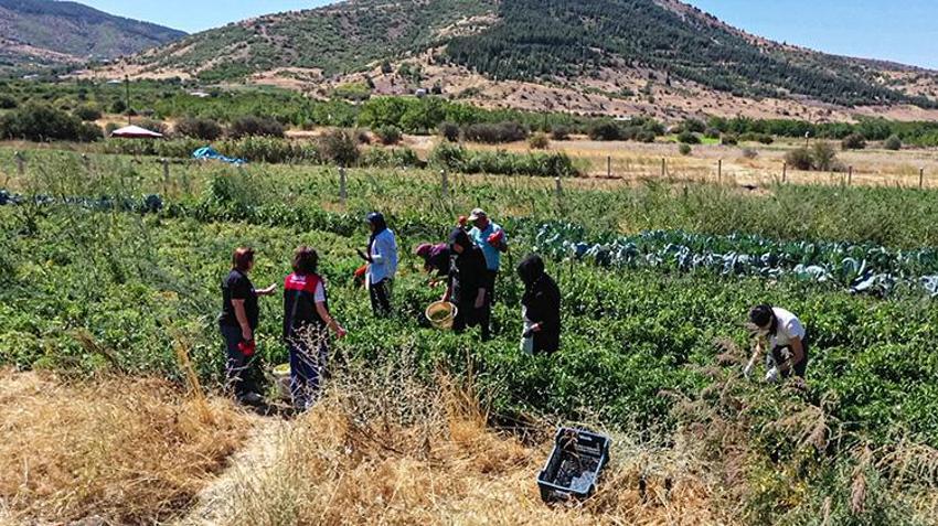 Elazığlı kadınlar devlet desteğiyle üretime başladı: Bahçelerine ektiler, satış rekoru kırıyor!