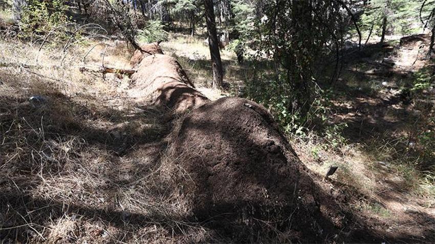 Antalya'nın asırlık sedirleri gizli bir orduya emanet: 1 metreyi geçen dev yuvalarıyla ormanı onlar koruyor!