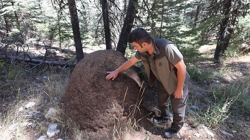 Antalya'nın asırlık sedirleri gizli bir orduya emanet: 1 metreyi geçen dev yuvalarıyla ormanı onlar koruyor!