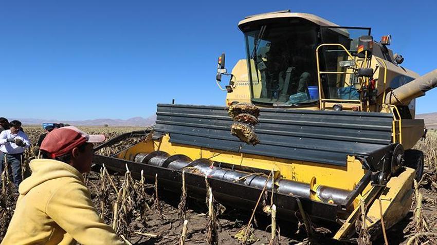 Ağrı'da ayçiçeği bereketi! Hasat başladı: Üreticinin yüzü gülüyor