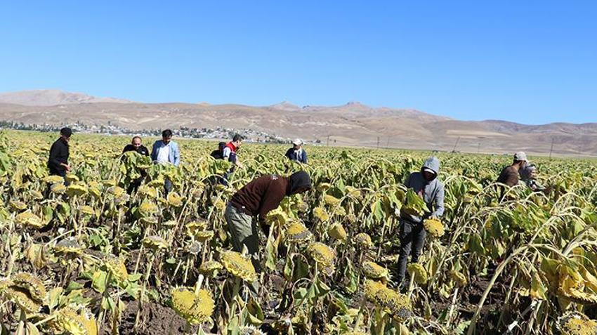Ağrı'da ayçiçeği bereketi! Hasat başladı: Üreticinin yüzü gülüyor