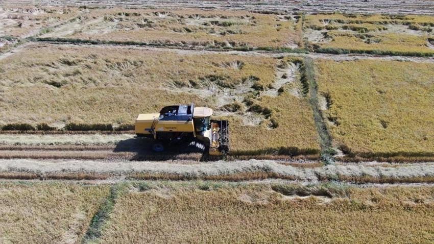 Tosya'da pirinç hasadı başladı, fiyatı tartışma yarattı! 'Maliyetleri çok arttı'