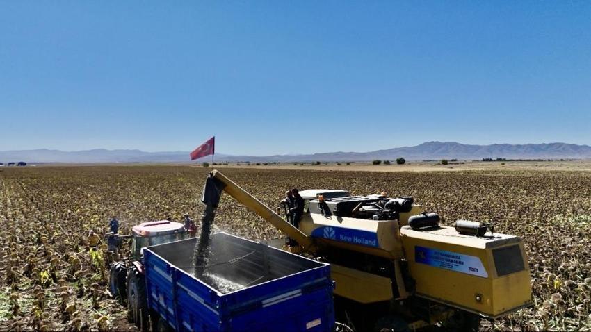 Bu ürün Ağrı'yı zengin etti! 50 bin dekarda üretime geçildi: Herkes onu ekiyor