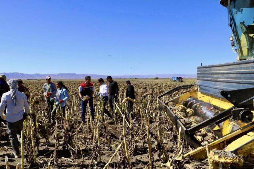 Bu ürün Ağrı'yı zengin etti! 50 bin dekarda üretime geçildi: Herkes onu ekiyor