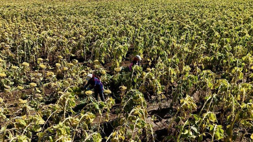 Bu ürün Ağrı'yı zengin etti! 50 bin dekarda üretime geçildi: Herkes onu ekiyor