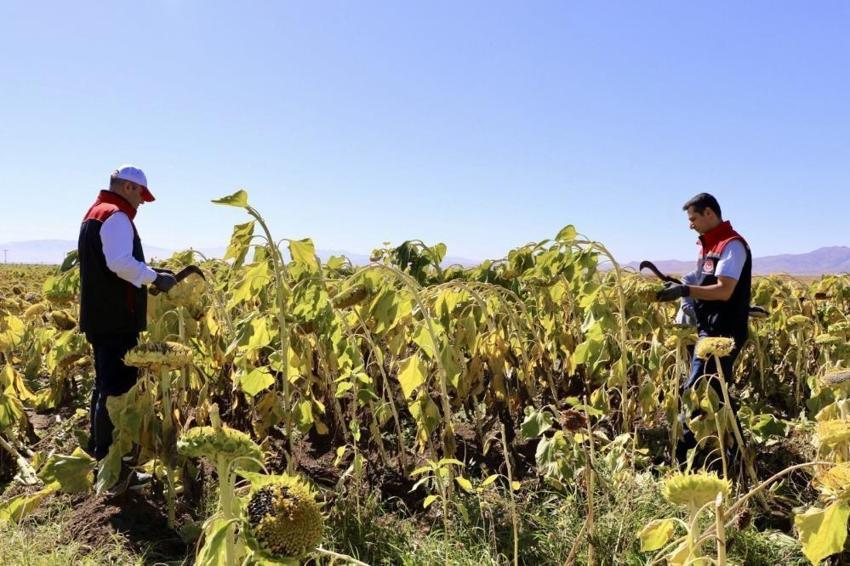 Bu ürün Ağrı'yı zengin etti! 50 bin dekarda üretime geçildi: Herkes onu ekiyor