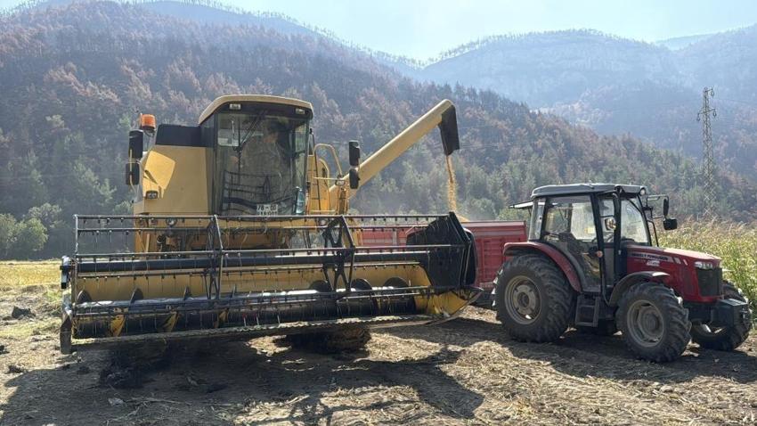 Beyaz Altın 25 liraya satılıyor! Yüzde 40 düşüş var: Karabük'te hasat başladı