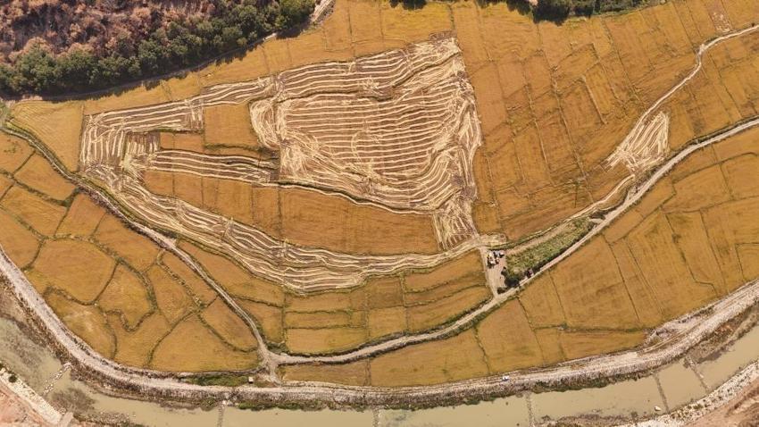 Beyaz Altın 25 liraya satılıyor! Yüzde 40 düşüş var: Karabük'te hasat başladı