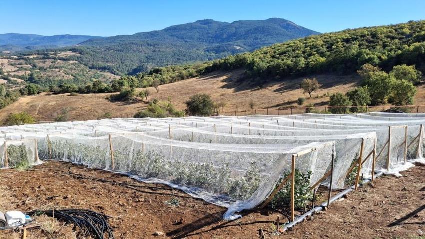 Balıkesir Sındırgı'da 'süper meyve' coşkusu: Aronya hasat şenliği yoğun ilgi gördü!