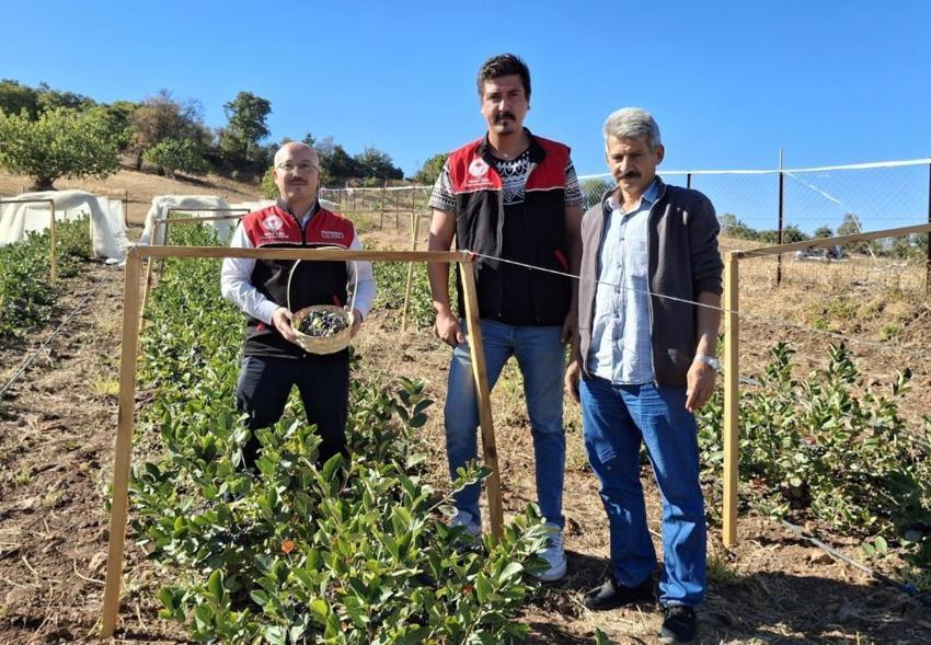 Balıkesir Sındırgı'da 'süper meyve' coşkusu: Aronya hasat şenliği yoğun ilgi gördü!