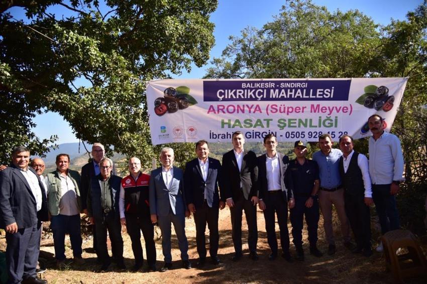 Balıkesir Sındırgı'da 'süper meyve' coşkusu: Aronya hasat şenliği yoğun ilgi gördü!