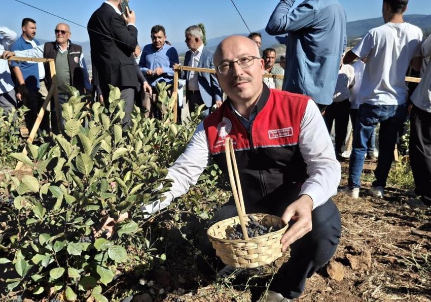 Balıkesir Sındırgı'da 'süper meyve' coşkusu: Aronya hasat şenliği yoğun ilgi gördü!