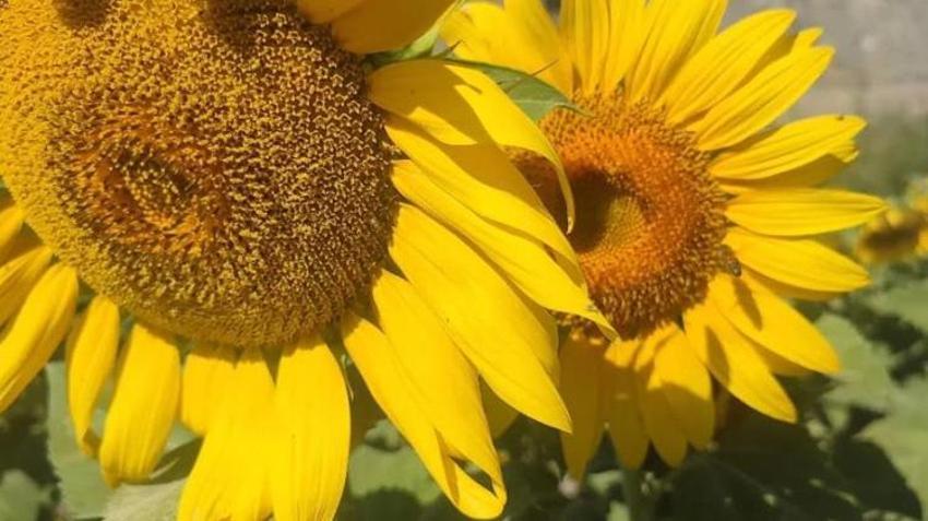 Aydın'da rekor! 95 bin dekar alana ekildi