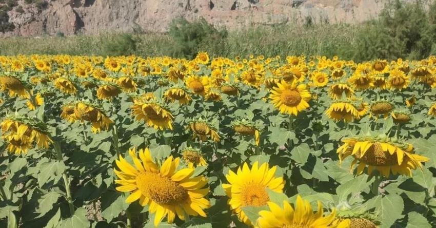 Aydın'da rekor! 95 bin dekar alana ekildi