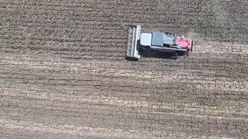 Ayçiçeği kurudu, tarlalar boş kaldı! Çiftçi zor günler geçiriyor