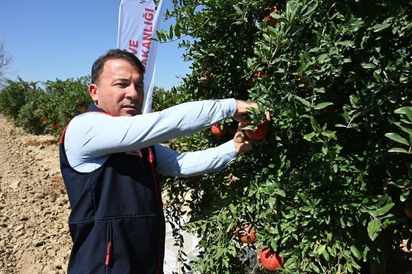 Denizli'de hasat başladı! Tek tek toplanıyor: Yurt dışından talep yağıyor