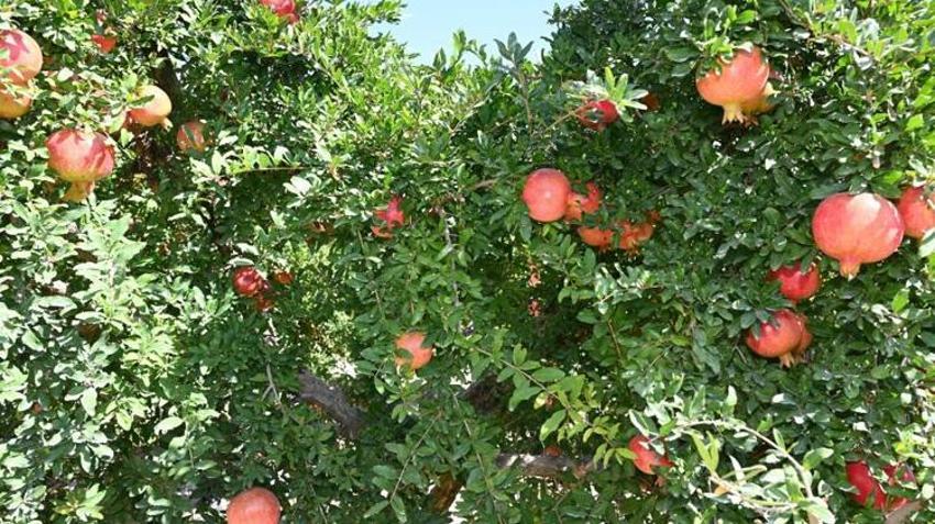 Denizli'de hasat başladı! Tek tek toplanıyor: Yurt dışından talep yağıyor