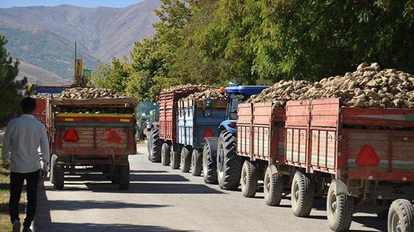 Muş'ta sezon başladı: 1532 çiftçinin yüzü gülecek, 1 milyar lira ödeme yapılacak!