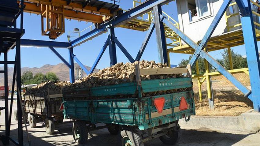 Muş'ta sezon başladı: 1532 çiftçinin yüzü gülecek, 1 milyar lira ödeme yapılacak!
