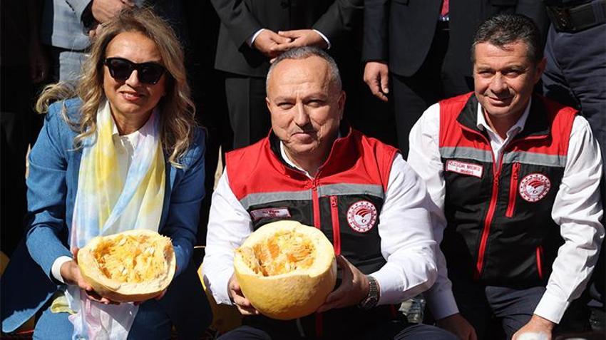 Nevşehir'in altın çekirdeği hasatta: Türkiye üretiminin üçte biri bu topraklardan çıkıyor!